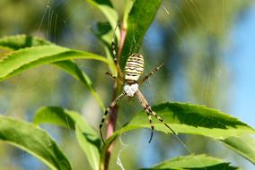 Tygrzyk Paskowany Arachnid