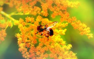 red fly on yellow inflorescence
