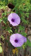 two Purple Flowers