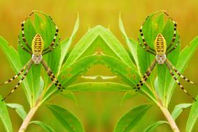 green Arachnid Insect