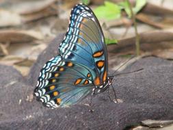 blue butterfly close up on blurred background