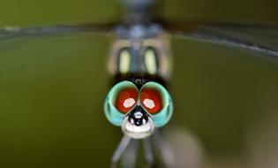 Dragonfly Insect Bug
