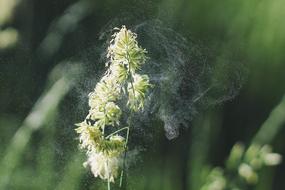 wind blows pollen from a flower