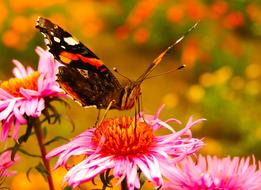 Fair Admiral Butterfly on a flower on a blurred background