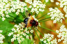 closeup view of Forest Insect on flowers