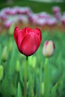 red Plant Flower