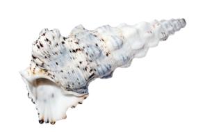 white Shells Ocean