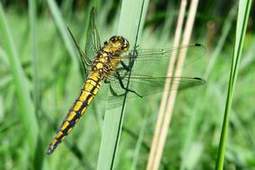 orthetrum cancellatum, female dragonfly on grass blade