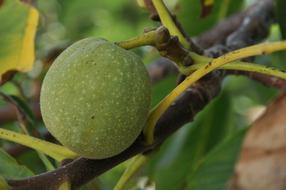 growing walnut