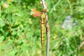 beautiful Animals Invertebrates