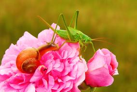 Viridissima Insect on the beautiful pink flowers on blurred background