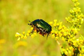 Kruszczyca Zlotawka Beetles