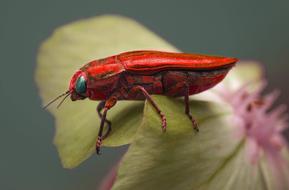 red beetle on a flower petal