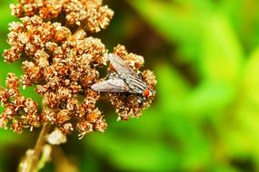 fly o the meadow flower