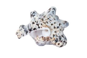 ceramic Shells Ocean