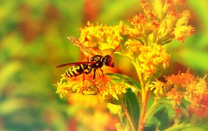 wasp on a bright yellow inflorescence close-up in a blurred background