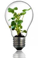 green plant in the lamp