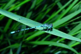 photo of green dragonfly on green grass