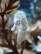 white seahorse
