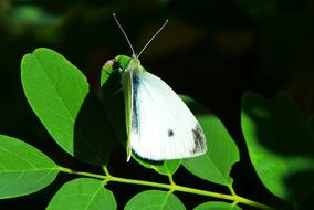 Bielinek Rzepnik on a green branch on a sunny day