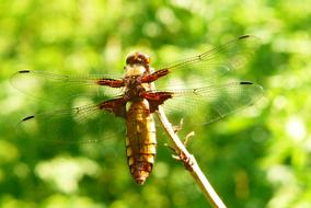 Close-up of the colorful, beautiful butterfly, on the branch, at blurred background with the green plants, in sunlight