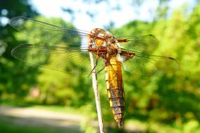 perched dragonfly back view
