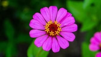pink flower with green leaves in the garden on a blurred background