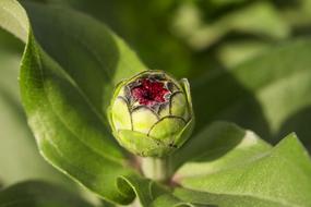 closeup view of Flower Nature Plant