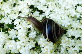 Animals Invertebrates Molluscs on flowers