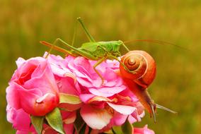 beautiful Viridissima Insect