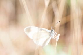 Dragonfly Transparent