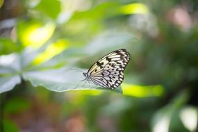 Nature small Butterfly