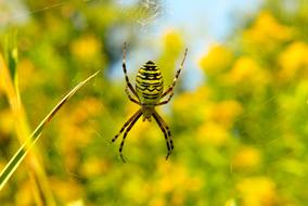 beautiful Arachnid Insect
