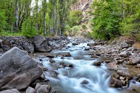 Green trees and water stream in Garden