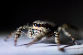 Close-up of a colorful spider with shiny eyes, at black background