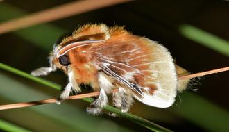 flannel moth on pine needles, macro