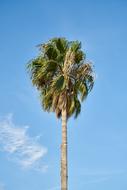 big palm Tree and blue sky