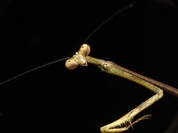 Praying Mantis Stick
