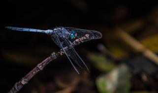iridescent dragonfly