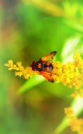 bright small fly on yellow flowers