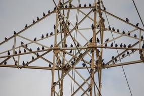 Pylon Sky Wire and bird