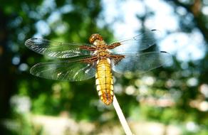 delightful Invertebrates Insect