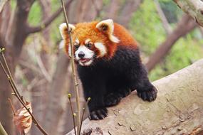 Red Pandas in the nature of asia