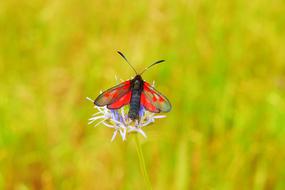 red-black beetle with wings on a violet flower