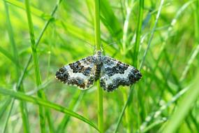 macro photo of a black and white butterfly on a green lawn