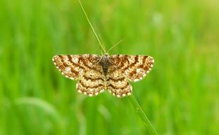 macro photo of a brown butterfly on a background of green grass