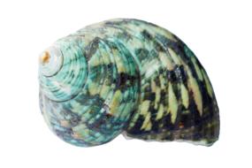 multicolor seashell on a white background