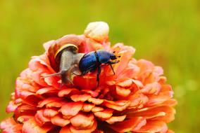 Close-up of the beautiful, blue forest beetle and red snail on the beautiful, red, orange and yellow flower