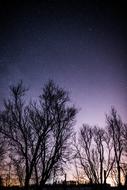 dark photo of trees on a background of the starry sky