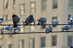 blue Birds on Wire